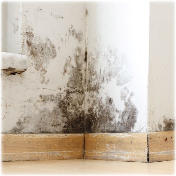 25.05 - Damp, Mould & Condensation - Formation